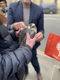 Rescued_peregrine_IMG_3984.jpg Rescued_peregrine_IMG_3984.jpg