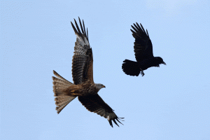 kite_vs_crow_mobbing_short_crop.gif