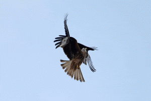kite_vs_crow_mobbing_short.gif