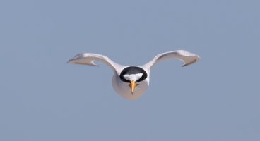 6C3A4216 copy.jpg 6C3A4216 copy.jpg