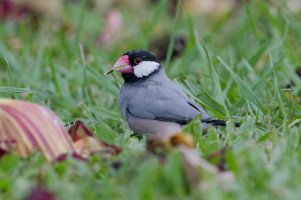 DSC_8643_DxO.jpg DSC_8643_DxO.jpg