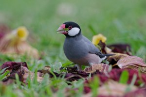 DSC_8656_DxO.jpg DSC_8656_DxO.jpg