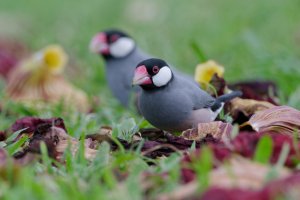 DSC_8668_DxO.jpg DSC_8668_DxO.jpg