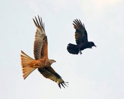 309A9087-DxO_red_kite_Vs_crow_Mobbing+vcropaut.jpg