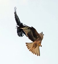 309A9142-DxO_kite_vs_crow_mobbing_crop_shaut.jpg
