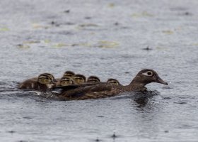 1V0A0521-Edit.jpg 1V0A0521-Edit.jpg