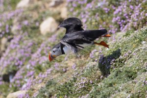 Puffin in Flight S.jpg Puffin in Flight S.jpg