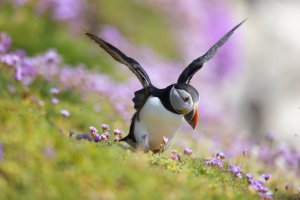 Take-off s.jpg Take-off s.jpg