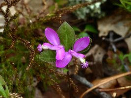 Fringed Polygala (Polygala paucifolia Willd.) Locust Sprngs 6962 resized.JPG