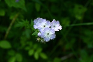 Miami Mist (Phacelia purshii) Friars Hole Road 6998 resized.JPG