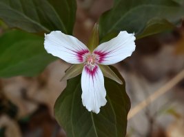 Painted Trillium (Trillium undulatum) Locust Springs 6960 resized.JPG