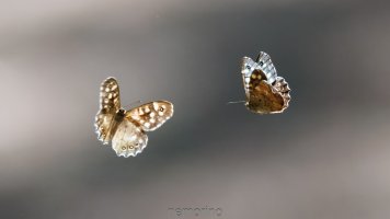 speckled wood still.jpg