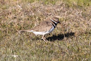 IMG_0732-Edit.jpg IMG_0732-Edit.jpg