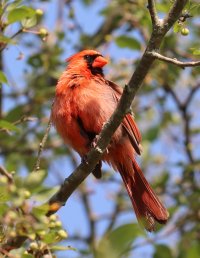 IMG_3444 picasa crop - Copy.JPG IMG_3444 picasa crop - Copy.JPG