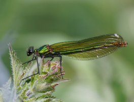 3R3A9383-DxO_female_banded_demoiselle-ls-Sm_reduced.jpg