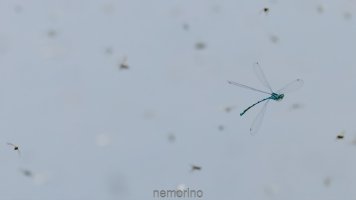 damsel and mosquitos II.jpg