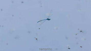 damsel and mosquitos.jpg