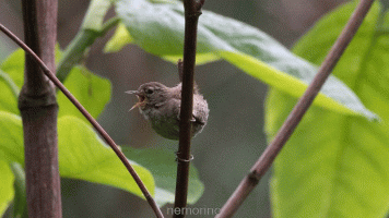wren.gif wren.gif