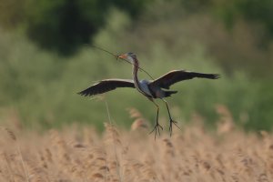 Purpurreiher Wagbachniederung 2023-04-23 low.jpg