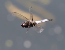 309A9964-DxO_scarce_chaser_Dragonfly_flying.jpg