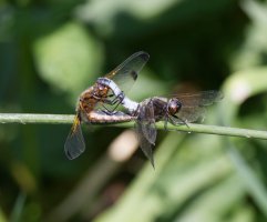 309A9904-DxO_scarce_chaser_Dragonfly_copulating.jpg