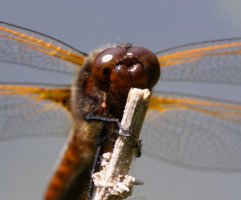 309A9793-DxO_scarce_chaser_dragonfly_face.jpg
