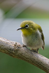 DSC_8762_DxO.jpg DSC_8762_DxO.jpg