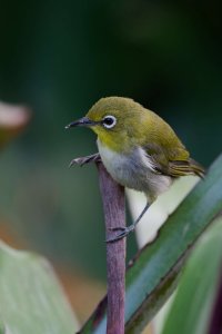 DSC_8786_DxO.jpg DSC_8786_DxO.jpg