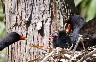 309A9989-DxO_Moorhens_on_nest_crop.jpg