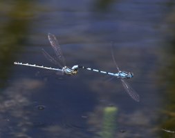 309A0006-DxO_Two_Common_blue_damselfy_flying-lsts.jpeg