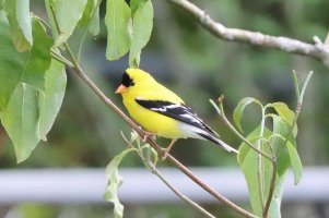 IMG_3612 picasa crop-SharpenAI-Focus - Copy.jpg