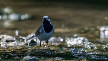 wagtail and insect I.jpg wagtail and insect I.jpg