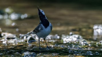 wagtail and insect II.jpg wagtail and insect II.jpg