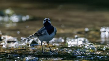 wagtail and insect III.jpg wagtail and insect III.jpg