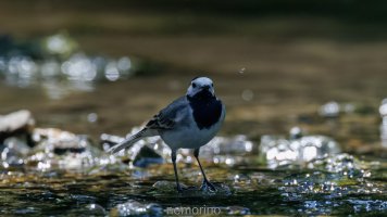 wagtail and insect IV.jpg wagtail and insect IV.jpg
