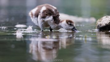 egyptian.jpg egyptian.jpg