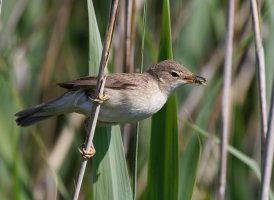 309A0133-DxO_Reed_Warbler+insect.jpg 309A0133-DxO_Reed_Warbler+insect.jpg