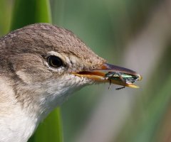309A0133-DxO_Reed_Warbler+insect_crop.jpg 309A0133-DxO_Reed_Warbler+insect_crop.jpg