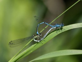 309A0192-DxO_azure_dragonfly_copulating-lssm.jpeg