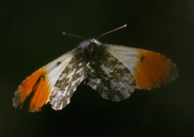 309A0785-DxO_orange_tip_Butterfly_flying-2-lss.jpeg