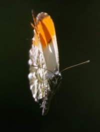309A0784-DxO_orange_tip_Butterfly_flying-2-lss.jpeg