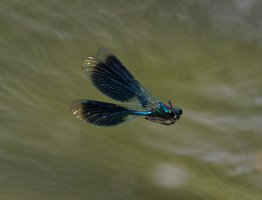 309A0320-DxO_Banded_Demoiselle_flying-topaz-enhance.jpeg