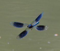 309A0428-DxO_Banded_Demoiselle_flying-te.jpeg