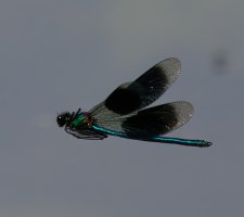 309A0434-DxO_Banded_Demoiselle_flying-te.jpeg