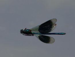 309A0435-DxO_Banded_Demoiselle_flying-te.jpeg