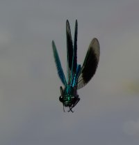 309A0649-DxO_Banded_Demoiselle_flying-te.jpeg