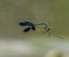 309A0474-DxO_Banded_Demoiselle_ovipositing_flying-te.jpeg