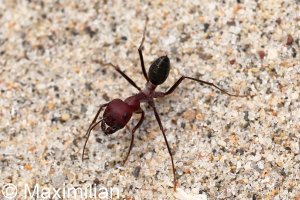 ant_Kos_2023_01.JPG