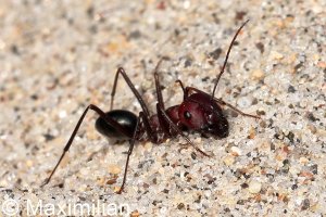 ant_Kos_2023_02.JPG