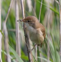309A0828-DxO_reed_warbler+female_common_blue_damselfly-lss.jpeg 309A0828-DxO_reed_warbler+female_common_blue_damselfly-lss.jpeg